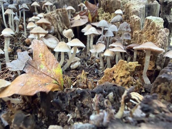 A close-up shot reveals a cluster of small, light-colored mushrooms thriving on a decaying tree stump, surrounded by fallen leaves and rich soil